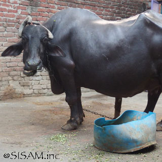 Noah’s Ark / WORLD FAIR TRADE ORGANIZATION