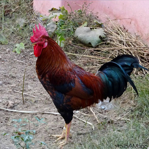 MESH / WORLD FAIR TRADE ORGANIZATION